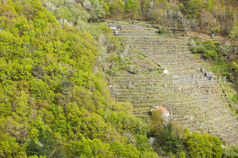 Ribeira sacra vineyard，加利西亚，西班牙。